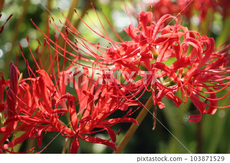Around the time of the autumn equinoctial week, cluster amaryllis mysteriously blooms - 4 Around the time of the autumn equinoctial week, cluster amaryllis mysteriously blooms - 4 103871529