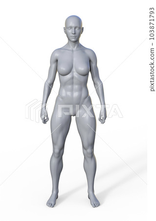 A 3D illustration of a female body with mesomorph body type 103871793