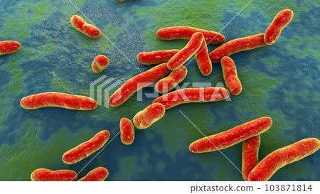 Elizabethkingia meningoseptica bacteria, 3D illustration Elizabethkingia meningoseptica bacteria, 3D illustration 103871814