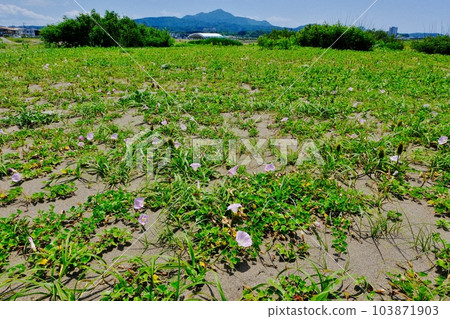 Kashiwazaki Kaigan Park, where beach sunflowers bloom Kashiwazaki City, Niigata Prefecture Kashiwazaki Kaigan Park, where beach sunflowers bloom Kashiwazaki City, Niigata Prefecture 103871903
