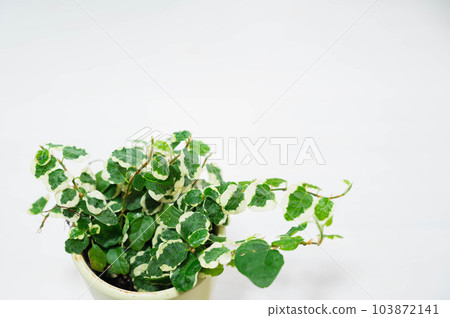 Phyxus Pumila Phyxus Pumila 103872141
