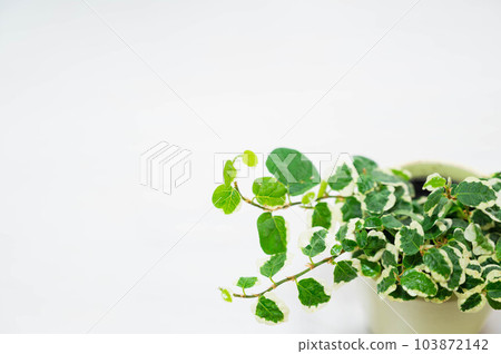 Phyxus Pumila Phyxus Pumila 103872142