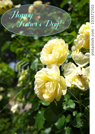 父親節黃玫瑰(附留言) 父親節黃玫瑰(附留言) 103872502