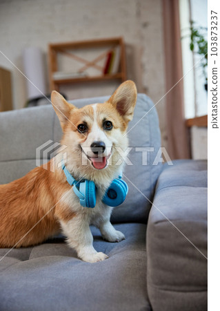 Happy, smiling, beautiful purebred corgi dog sitting on sofa in modern living room on daytime. Dog wearing headphones 103873237
