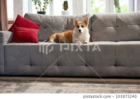 Calm, cute, beautiful purebred corgi dog lying on sofa in living room on daytime. Comfort 103873240
