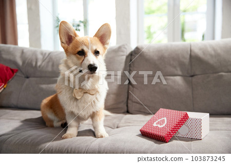 Serious, beautiful, purebred dog in bow tie sitting on sofa in living room with present box. Party and celebration Serious, beautiful, purebred dog in bow tie sitting on sofa in living room with present box. Party and celebration 103873245