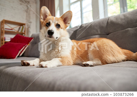 Beautiful, smart, calm purebred corgi dog lying on on sofa in living room and looking, listening. Time with pet at home Beautiful, smart, calm purebred corgi dog lying on on sofa in living room and looking, listening. Time with pet at home 103873266