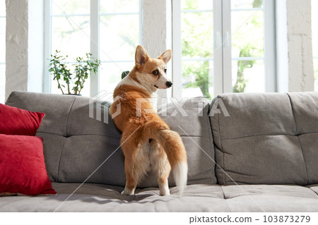 Smart, beautiful corgi dog standing on couch in living room, looking outside the window. Curious, playful pet 103873279