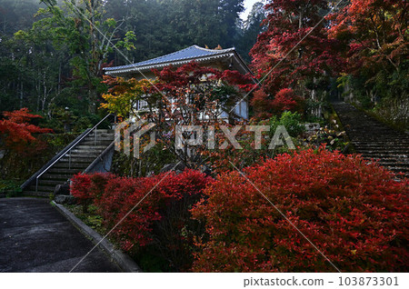 秋天的常勝寺 103873301