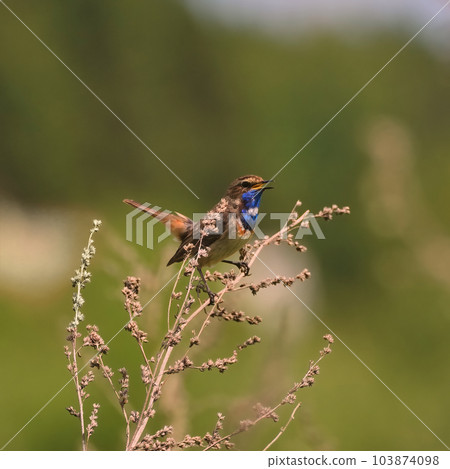 Songbird Bluethroat sings its songs in the grass Songbird Bluethroat sings its songs in the grass 103874098