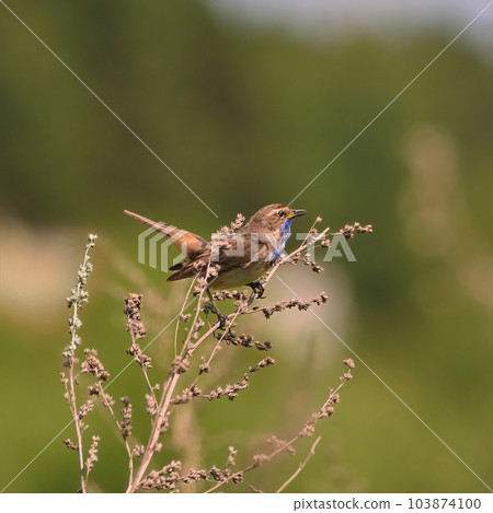 Songbird Bluethroat sings its songs in the grass 103874100