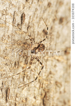 Closeup Portrait of two tailed spider, Hersilia caudata, Satara,Maharashtra, India Closeup Portrait of two tailed spider, Hersilia caudata, Satara,Maharashtra, India 103874108