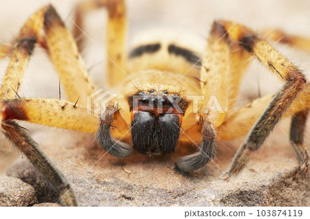 Face closeup of huntsman spider, Olios lamarckii, Satara, Maharashtra, India 103874119