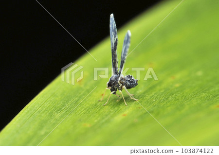 Long winged debris fly, Proustista moesta, Satara, Maharashtra, India Long winged debris fly, Proustista moesta, Satara, Maharashtra, India 103874122