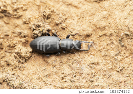 Mealworm Beetles, Tenebrio molitor, Satara, Maharashtra, India Mealworm Beetles, Tenebrio molitor, Satara, Maharashtra, India 103874132
