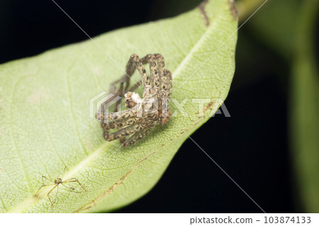 Huntsman spider moult, Heteropoda venatoria, Satara, Maharashtra, India 103874133