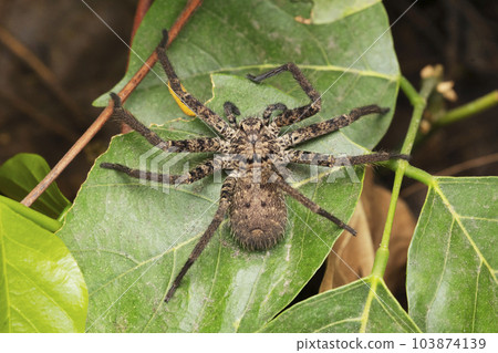 Foliage huntsman spider, Heteropoda venatoria, Satara, Maharashtra, India 3 103874139