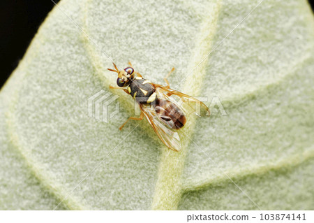 Fruit fly, Dacus ciliatus, Satara, Maharashtra, India 103874141