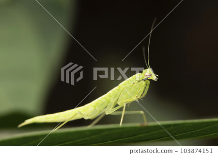 Lateral of Fluroscent mantis, Tropidomantis tenera, Satara, Maharashtra, India Lateral of Fluroscent mantis, Tropidomantis tenera, Satara, Maharashtra, India 103874151