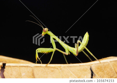 Lateral of Red eyed green mantis, Hierodula tenuidentata, Satara, Maharashtra, India Lateral of Red eyed green mantis, Hierodula tenuidentata, Satara, Maharashtra, India 103874153