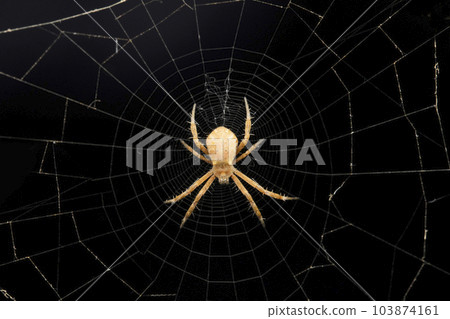 Signature spider, Argiope keyserlingi, Satara, Maharashtra, India Signature spider, Argiope keyserlingi, Satara, Maharashtra, India 103874161