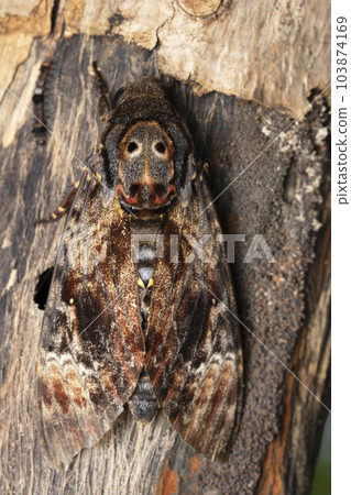 Death Head Hawk Moth, Acherontia lachesis, Satara, Maharashtra, India 103874169