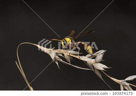 Mason wasp, Phimenes flavopictum, Pune, Maharashtra, India 103874173