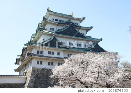 Nagoya Castle, Meijo Park, Sakura, Aichi Prefecture Nagoya Castle, Meijo Park, Sakura, Aichi Prefecture 103874503