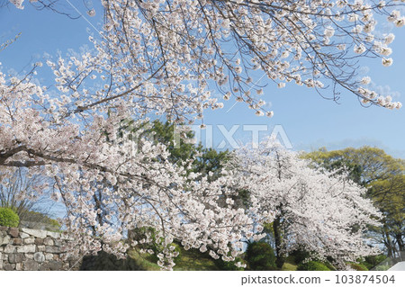 Nagoya Castle, Meijo Park, Sakura, Aichi Prefecture Nagoya Castle, Meijo Park, Sakura, Aichi Prefecture 103874504