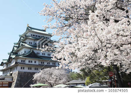 Nagoya Castle, Meijo Park, Sakura, Aichi Prefecture 103874505