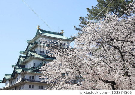 Nagoya Castle, Meijo Park, Sakura, Aichi Prefecture 103874506