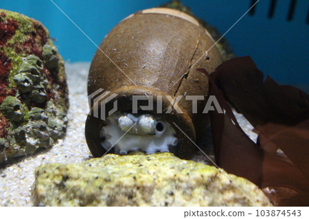 octopus in a jar octopus in a jar 103874543