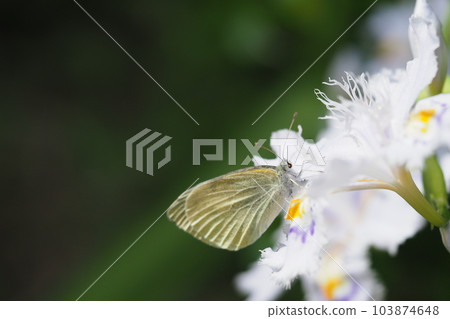 Cabbage white butterfly perched on a fringed flower 103874648