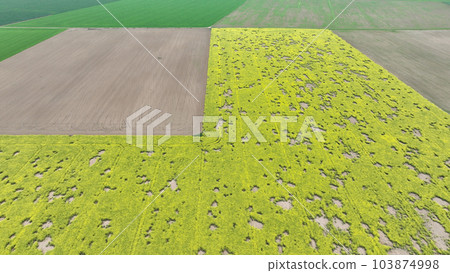 Field attacked vole common Microtus arvalis oilseed disaster extremely rape Brassica napus drone aerial plant infested short-tailed pest agrestis grey-brown overpopulation yield damage Europe Field attacked vole common Microtus arvalis oilseed disaster extremely rape Brassica napus drone aerial plant infested short-tailed pest agrestis grey-brown overpopulation yield damage Europe 103874998