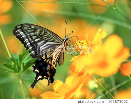 Swallowtail butterfly perched on yellow cosmos 103875002