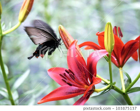 黑燕尾在百合田飛翔 103875137