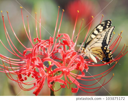 Papilio machaon perched on a cluster amaryllis Papilio machaon perched on a cluster amaryllis 103875172