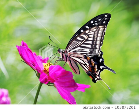 Swallowtail butterfly perching on cosmos Swallowtail butterfly perching on cosmos 103875201