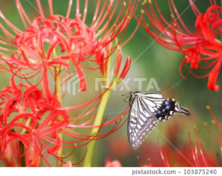 燕尾蝶在孤挺花盛開的路上翩翩起舞 燕尾蝶在孤挺花盛開的路上翩翩起舞 103875240