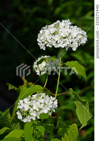 繡球花(繡球花) 繡球花(繡球花) 103875440