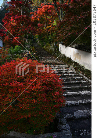 秋天的常勝寺 秋天的常勝寺 103875647