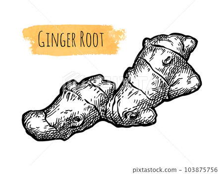 Fresh ginger root ink sketch. Fresh ginger root ink sketch. 103875756
