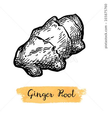 Fresh ginger root ink sketch. 103875760