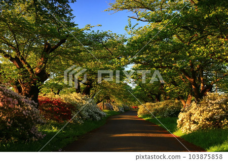 Azaleas in full bloom and rows of cherry blossom trees in early summer Azaleas in full bloom and rows of cherry blossom trees in early summer 103875858