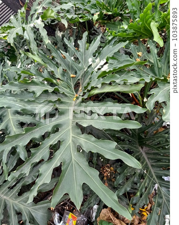 Close up of lacy tree philodendron plant  103875893