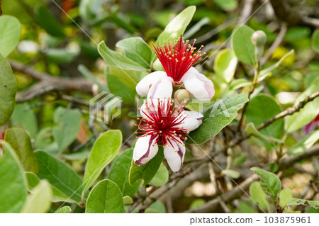 神戶須磨離宮公園的 Feijoa 花 神戶須磨離宮公園的 Feijoa 花 103875961
