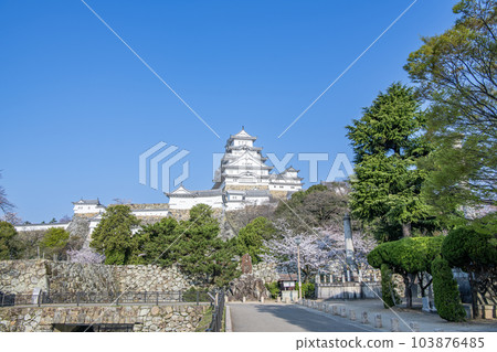 兵庫縣姬路市,晴朗的藍天和櫻花,春天的熱門旅遊勝地姬路城 兵庫縣姬路市,晴朗的藍天和櫻花,春天的熱門旅遊勝地姬路城 103876485