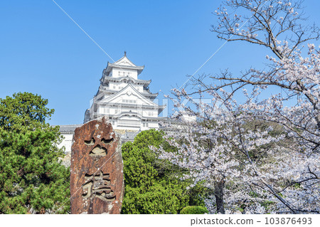 兵庫縣姬路市，春天的姬路城，櫻花在晴朗的天空中閃耀，Kintoku 紀念碑和姬路城堡 103876493