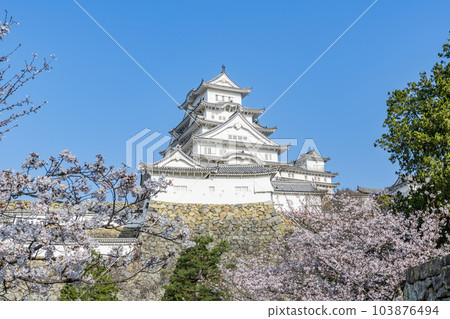 兵庫縣姬路市 姬路城 春天櫻花在晴空閃耀 103876494