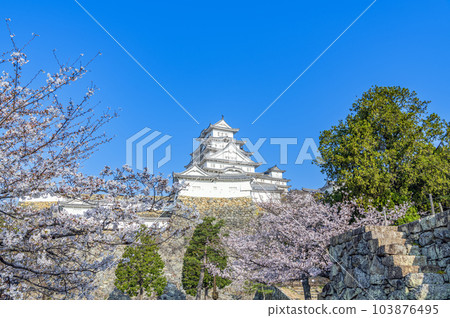 Himeji City, Hyogo Prefecture Himeji Castle keep in spring with cherry blossoms shining in the sunny sky 103876495